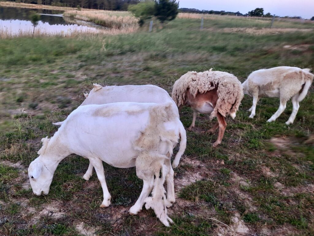 various sheep with their fleeces shedding off