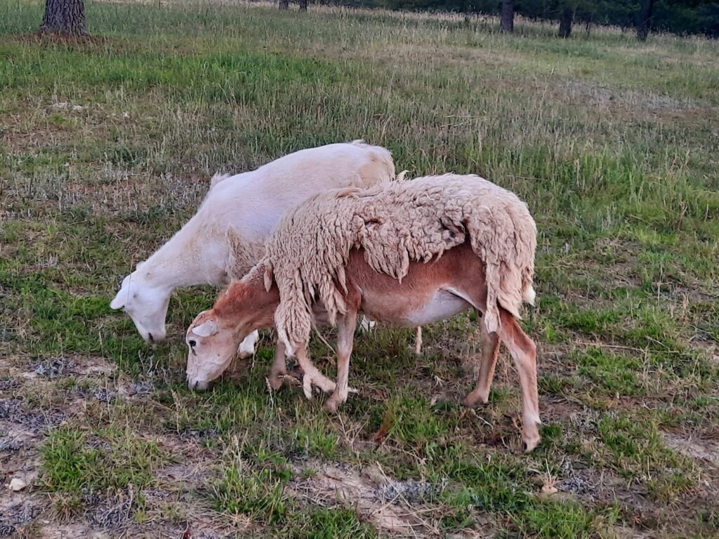 This sheep is shedding off her old fleece and wearing her clean new one