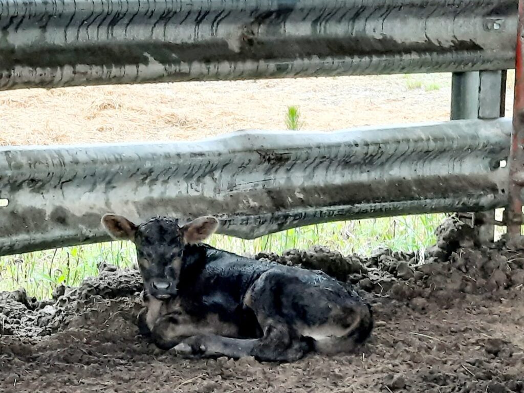 Worry, stress, and anxiety have surrounded the first week of this little calves life. From a difficult delivery, to scours, to pneumonia, this little one has been stressed beyond belief....AND he is has stressed me! But God has a lesson for us both!