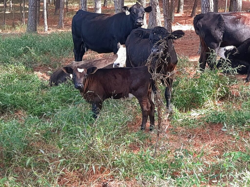 calf, orphan calf, orphan